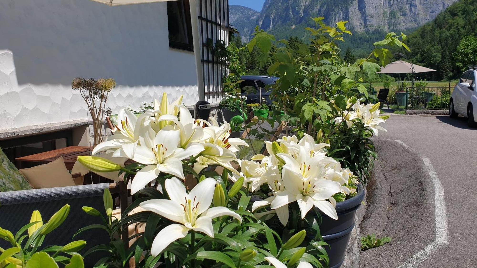 Haus Alpenblick Apartment Obertraun Exterior photo